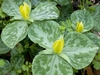 Yellow Trillium